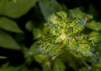 Fresh mint plant grown in vegetable garden, the aromatic leaves of a plant of the mint family, or an essential oil obtained from them, used as a flavoring in food