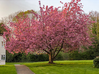 Beautiful pink cherry tree in a garden in spring season in London