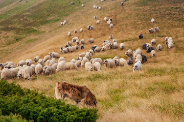 Fototapeta premium A flock of sheeps grazing in the highlands.