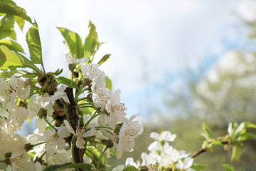 Abstract floral background of a tender cherry with soft focus. Banner for the screen, a beautiful...