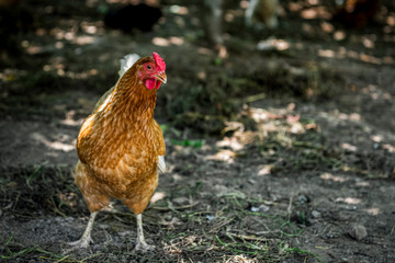Red hen stands and looks forward in the countryside 