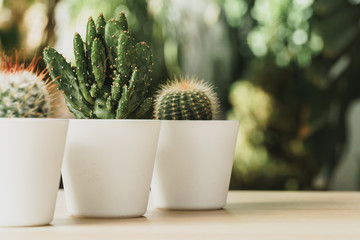 Mini cactus plant potted on blurred botanical garden background