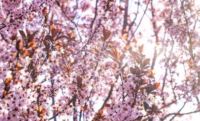 Pink flowers of a blooming Prunus serrulata or cherry blossom tree.  Sun rays coming trough the branches. 