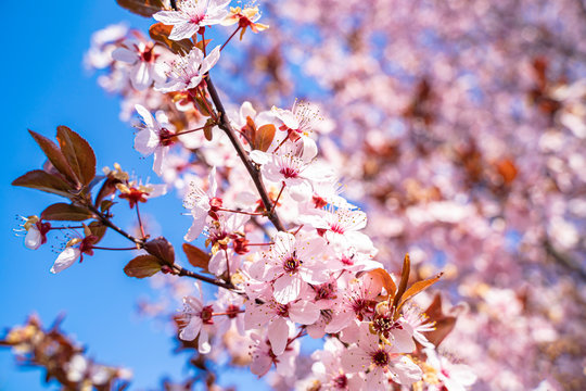 Pink flowers of a blooming Prunus serrulata or cherry blossom tree. Blue sky in the background. Close-up photo.