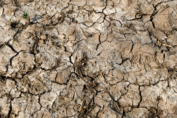 Parched dry crop field example