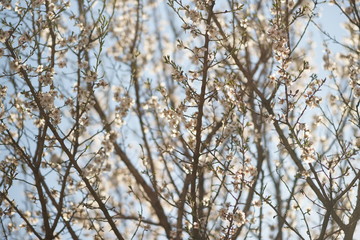 Blooming amond tree branches with big white flowers in blue sky.
