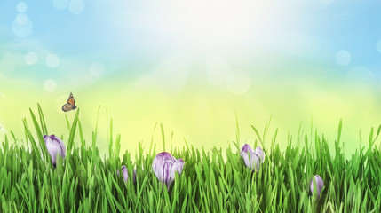 Fresh green grass and beautiful crocus flowers on sunny day. Spring season