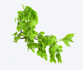 Elm sprig with young green leaves and seeds isolated on a white background.