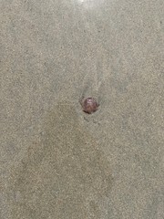 Single scallop shell on beach