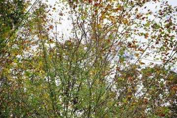Autumn of Mississippi national forest