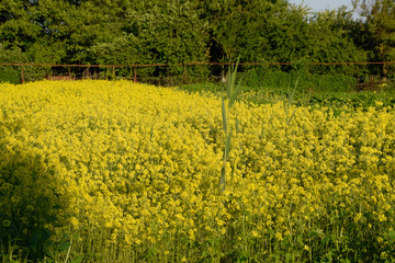 Rapeseed blossom in garden in spring. Blooming siderat rapeseed.