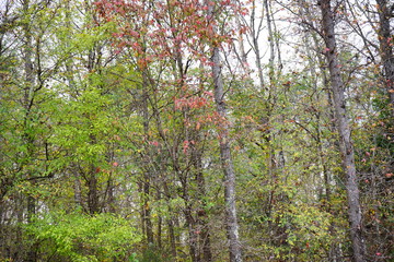Autumn of Mississippi national forest