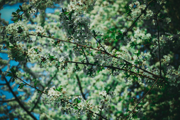 weiße Blumen, weißer Baum, weißer blühender Baum, Cashewblume, Quittenblume, Pflaumenblume, Frühling, Knospe