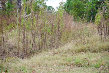 Autumn of Mississippi national forest