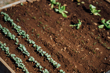 Jardinière à légume