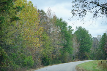 Autumn of Mississippi national forest
