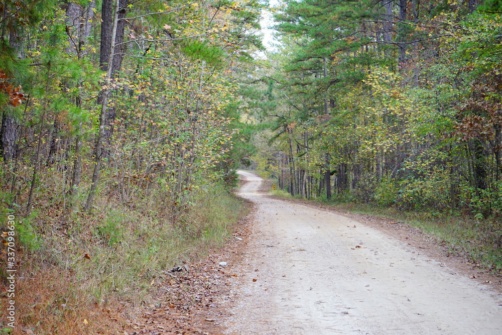 Wall mural Autumn of Mississippi national forest