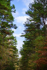 Fototapeta na wymiar Autumn of Mississippi national forest
