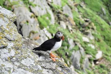 Skellig Michael Puffins