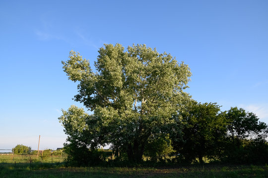 Silver poplar in May, green leaves of silver poplar, tree on Kuban.