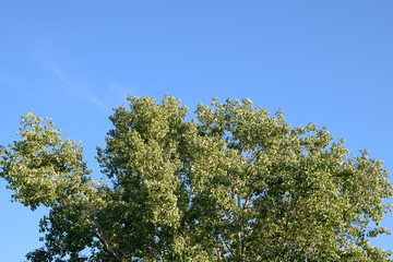 Silver poplar in May, green leaves of silver poplar, tree on Kuban.