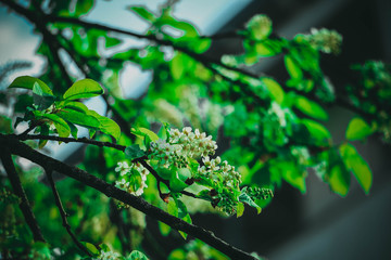 bunte Blumen im Frühling