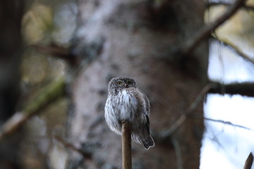 Eurasian pygmy owl  Swabian Jura,  Germany