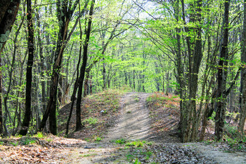 
LARGE TREES WITH MOSS AND GREEN LEAVES GROW IN A FOREST grove IN A GLAND IN THE RAYS OF THE SUN