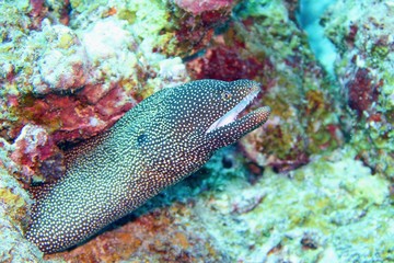 Naklejka na ściany i meble Whitemouth moray, Mauritius, Indian ocean - Gymnothorax meleagris