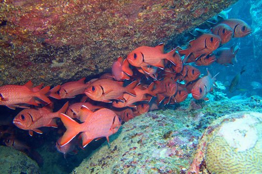 Shoal of red Blotcheye soldier fish hidden under reef - Myripristis murdjan
