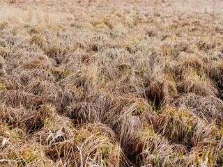 dry grass in the field