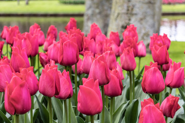 beautiful fresh and bright dark pink tulip and background of tree and river in the park in...