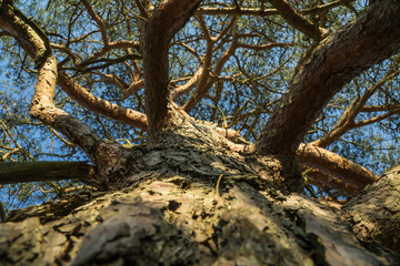 fir tree in the forest