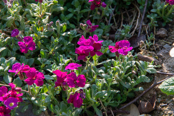 Aubrietas