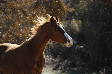 Fototapeta premium Fresh horse running through rural landscape in morning light.