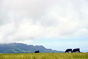 Terceira's bulls grazing, Azores islands, Portugal