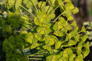 Euphorbe