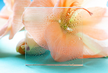 Colorful amaryllis flower behind wet glass. Floral concept macro frame