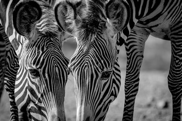 Grevy's Zebra