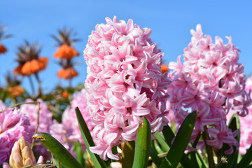 pink annemarie hyacinths in holland with blue sky in spring time