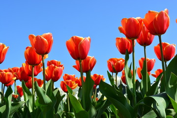 Fototapeta premium beautiful field of red tulips in holland with blue sky background