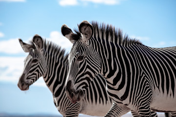 Fototapeta na wymiar Grevy's zebra in the wild