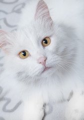 Beautiful white Angora cat. Fluffy and big pet.