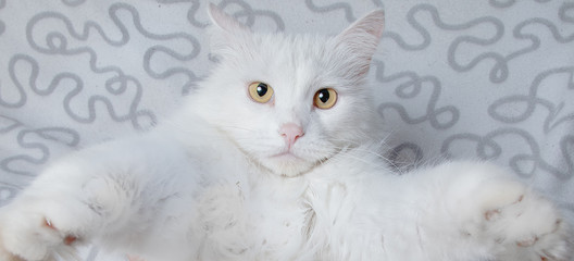 Beautiful white Angora cat. Fluffy and big pet.