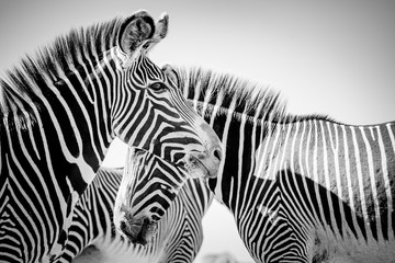 Fototapeta na wymiar Grevy's zebra close-up