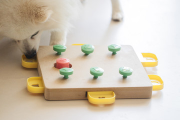 Dog playing Intellectual game. Training game for dogs.