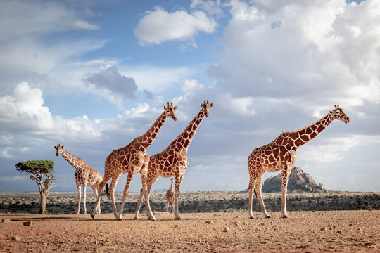 reticulated giraffe in the wild