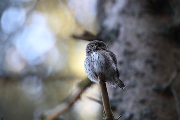Eurasian pygmy owl  Swabian Jura,  Germany