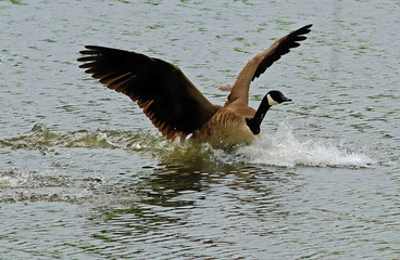 Canadian goose coming in for a water landing Topeka Kansas May 26, 2014 