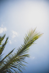 Green palm tree branches on bright blue sky background vertical
